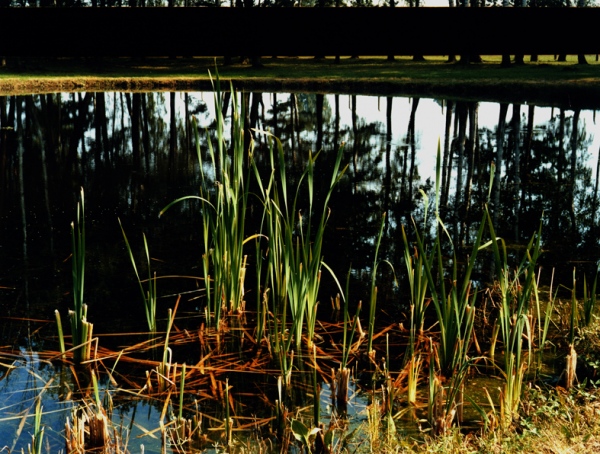 Der Teich